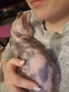Junge Sphynx Katze sucht liebevolles zuhause