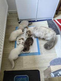 2 super süße Kätzchen /Katerchen BLH /Maine Coon