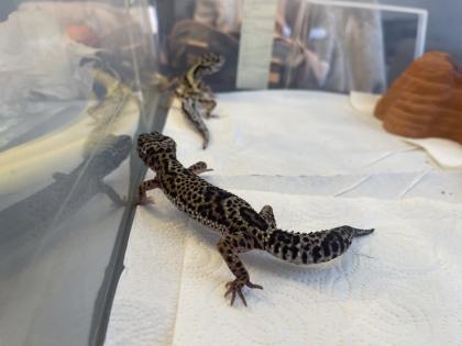 Leopardgecko Gruppe 8 Tiere mit Terrarium