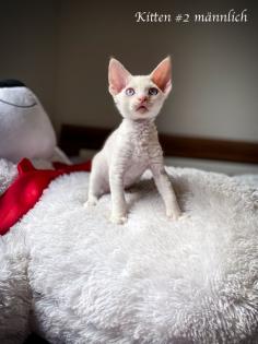 Devon Rex Kitten Abgabe Anfang August