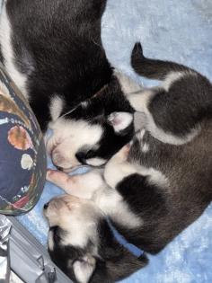 Sibirien Husky Welpen