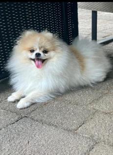 Reinrassiger Pomeranian mit FCI Ahnentafel Europasieger