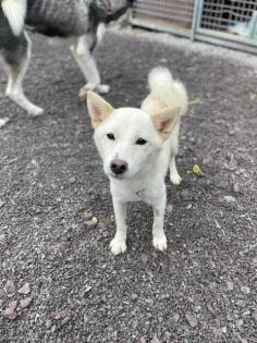 Kiyo - lieb sozial - Shiba Inu-Mischling