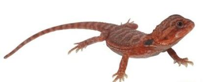 Suche schöne rote weiße Bartagamen Farbagamen wie Cawley Red P. Vitticeps Zero etc.