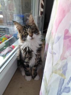 Maine Coon Kitten mit Stammbaum