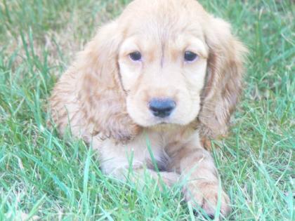 Cocker Spaniel Welpen suchen liebevolles Zuhause