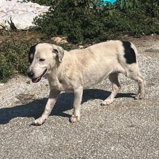 Fritz - liebevoller Rüde sucht ein Zuhause