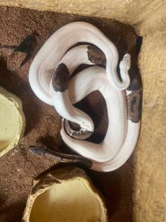 3 x Königspython Python Regius zu verkaufen