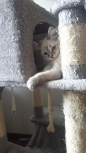 Neva Masquarade Kitten