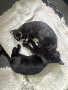Kitten Kätzchen Junge Waldkatze