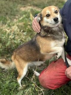 Pelle - Kleiner Pelle sucht neue Familie