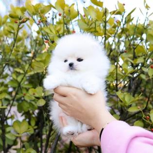 Süsse Pomeranian Welpen