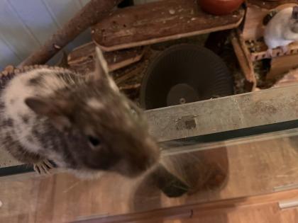 Degus männlich abzugeben