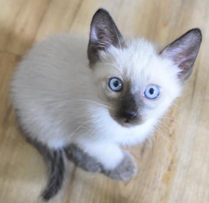 Nur noch 2 süße SIAM seal point Kater