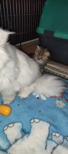 Einzelkind Perser Kitten