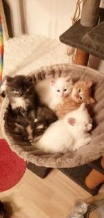 Edelmix Kitten Neva Masquarade Maine Coon