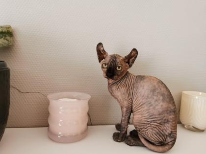 Sphynx Kätzchen zu verkaufen