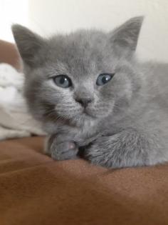 BKH Kittens Kartäuser Chartreux Russisch