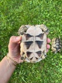 Schildkröten 2 Breitbandschildis abzugeben