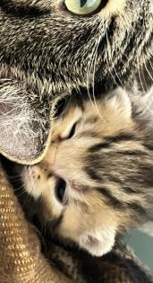 BKH/ EKH Kitten Babykatzen