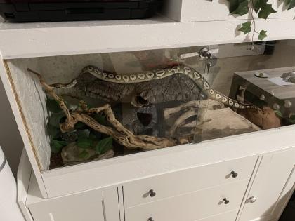 Königsphyton mit Terrarium