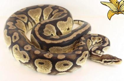 Königdpythons Adult Alle Proven Breeder