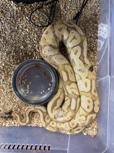 1. 0 Coral Glow Cinnamon Mysthic Paradox ph Pied