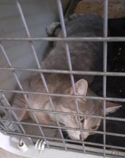 Blue sucht dringend ein Zuhause aus dem Tierschutz / gechipt geimpft kastriert