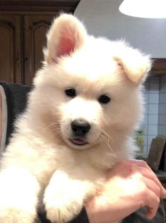 Weisser Schweizer Schäferhund Welpen