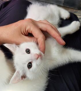 Kleiner Kater mit Handicap