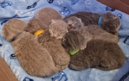 BKH Britisch Kurzhaar Kitten