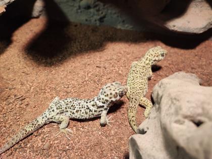 1. 2 Teratoscincus Roborowski - Wundergeckos adult