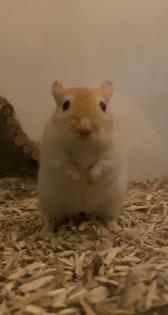 Rennmaus sucht neues Zuhause