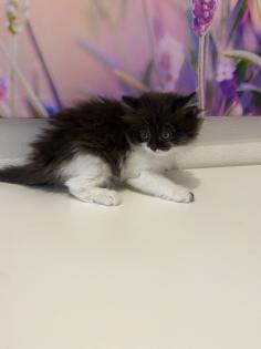 Edelmix Kätzchen Ragdoll Angora