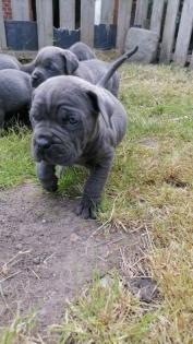 Tolle Cane Corso Welpen blueliner