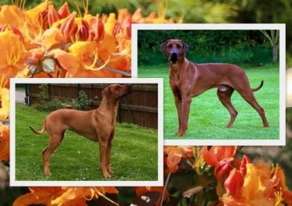 Rhodesian Ridgeback Welpen Mitte 15. Oktober 2022 in Bayern