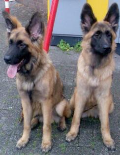 Liebe Leonberger Schäferhunde