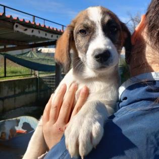 Harley sucht ein Zuhause