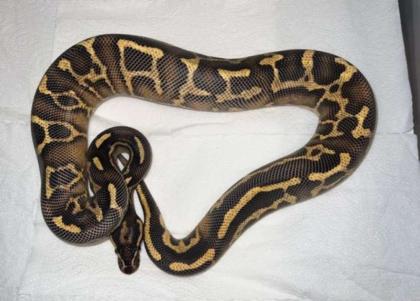 1. 0 Python regius Leopard Freeway NZ21