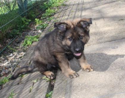 Rüden Welpen Altdeutscher Schäferhund DDR Linien