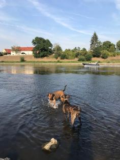 Bildhübscher schlauer Ridgeback Mix - 1x Rüde 8x Hündin