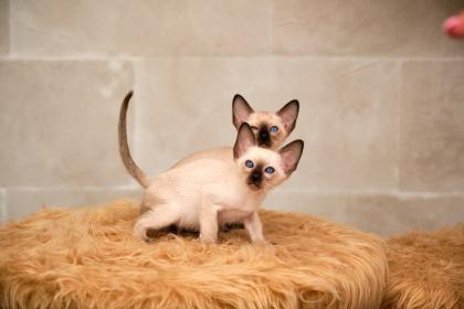 Siamkitten von unserer THAIMAHAL ENGEL in den Farben seal point und chocolate point