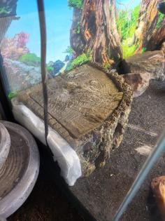 Geckos und Terrarium