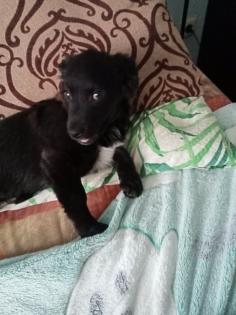 Mischlingswelpe Sally