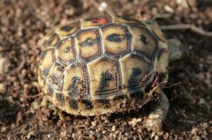 Griechische Landschildkröten Thb. un Thh. kleinbleibende Unterart aus dem westlichen Mittelmeerr