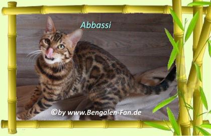 Bengal Kater Abbassi immer gut gelaunt fröhlich und lieb
