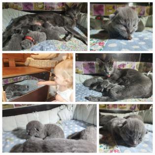 Russisch blau Kitten Kater ab Mitte Juni zur Abgabe