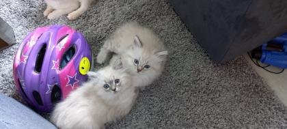 BKH Kitten ab 01. 07 2023