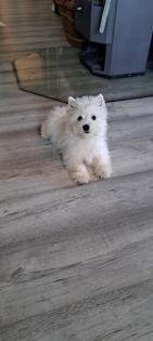 Westie West Highland White Terrier Rüde