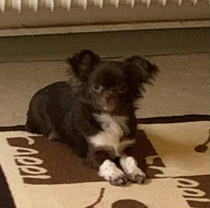 Chihuahua Deckrüde Langhaar